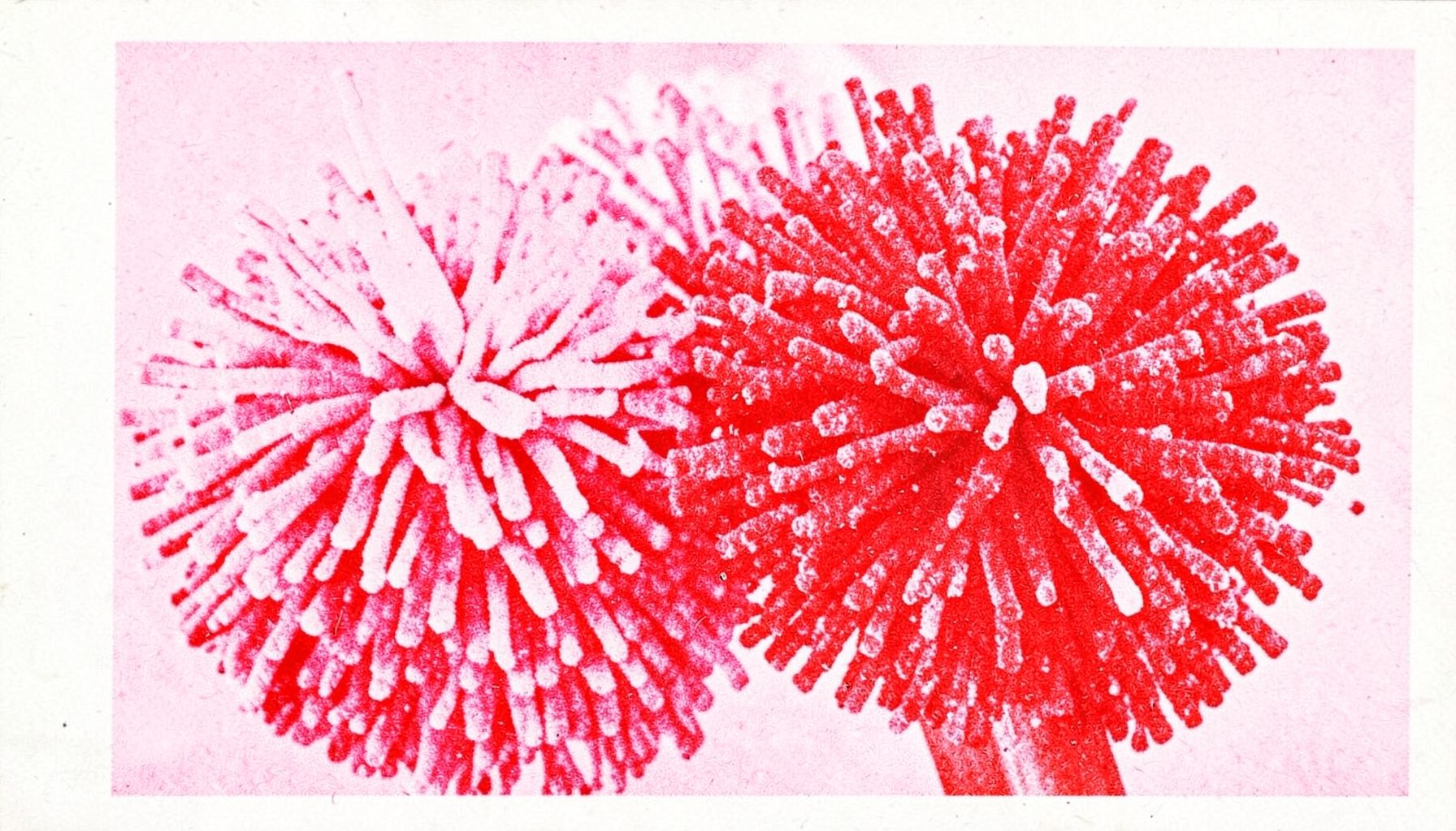 Small risograph poster of pink and red pom-poms in a two-tone grainy print, cheerful mood